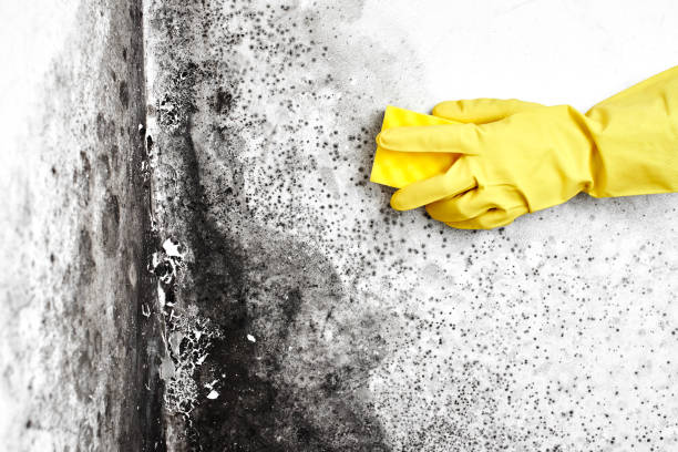 Best Toxic Mold Removal  in White Oak, OH