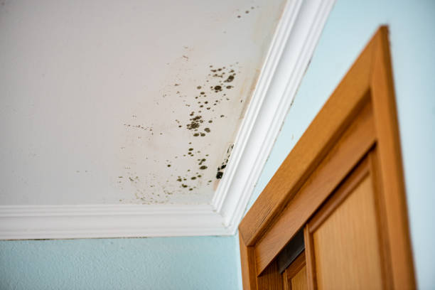 Best Residential Mold Removal  in White Oak, OH