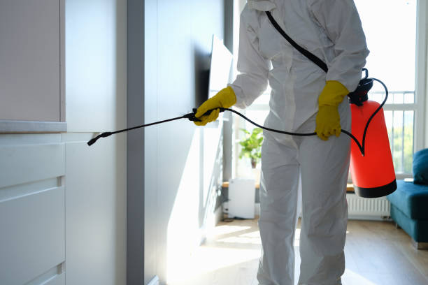 Best Local Mold Removal Service  in White Oak, OH