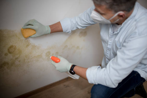 Best Mold Damage Repair  in White Oak, OH