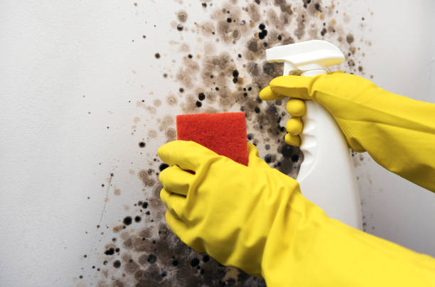 Best Mold Remediation  in White Oak, OH