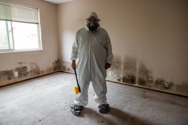 Best Black Mold Removal  in White Oak, OH