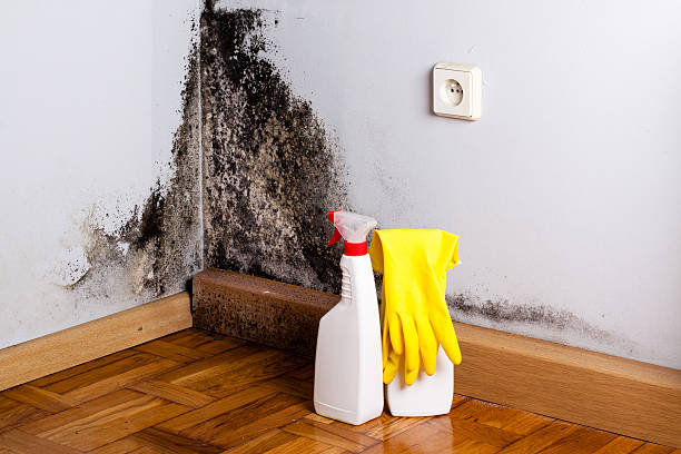 Best Mold Remediation Experts  in White Oak, OH