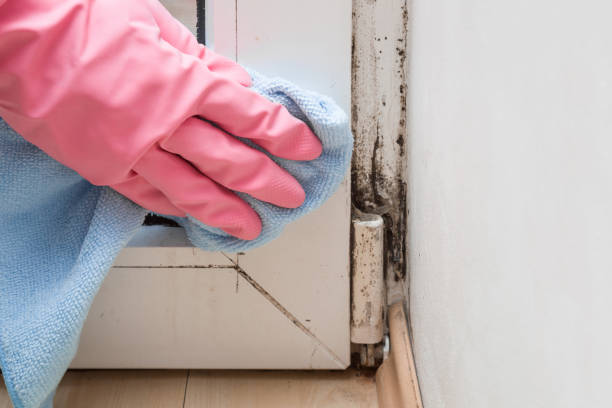 Best Crawl Space Mold Removal  in White Oak, OH
