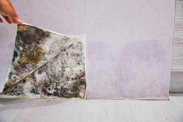 Best Office Mold Removal Services  in White Oak, OH